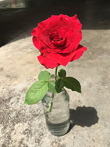 τριαντάφυλλο, Ωραία, κόκκινο, λουλούδι, pottle, σε εξωτερικούς χώρους