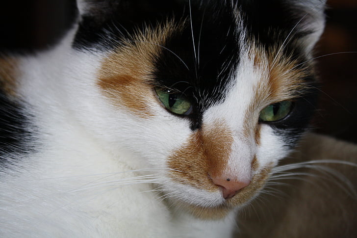 gezicht van de kat, de ogen van de kat, Portret, wildlife fotografie, Adidas