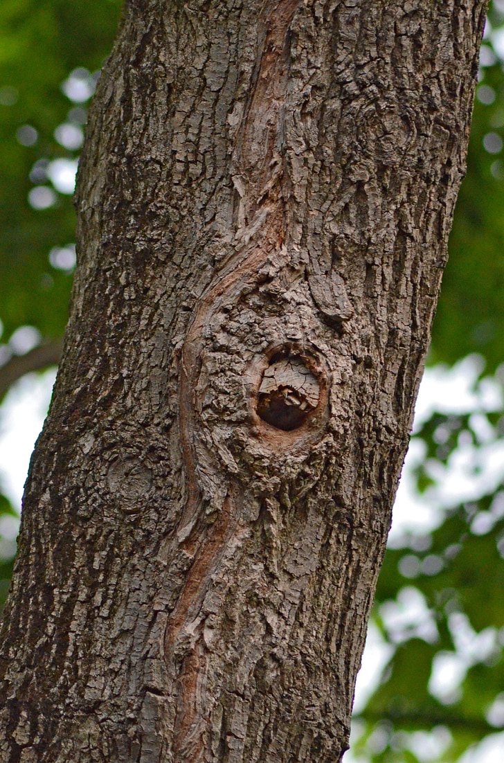tree, face, wood, man, nature, mask, rufender tree