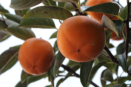 persimmon, frugt, tørrede persimmon, efterår, høst