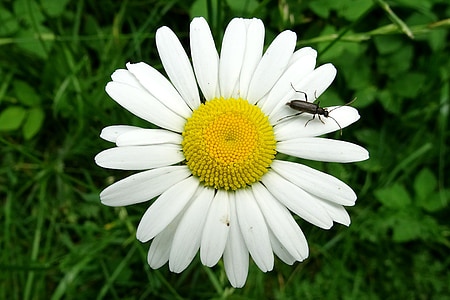 marguerite, beetle, meadow margerite, composites, white flower