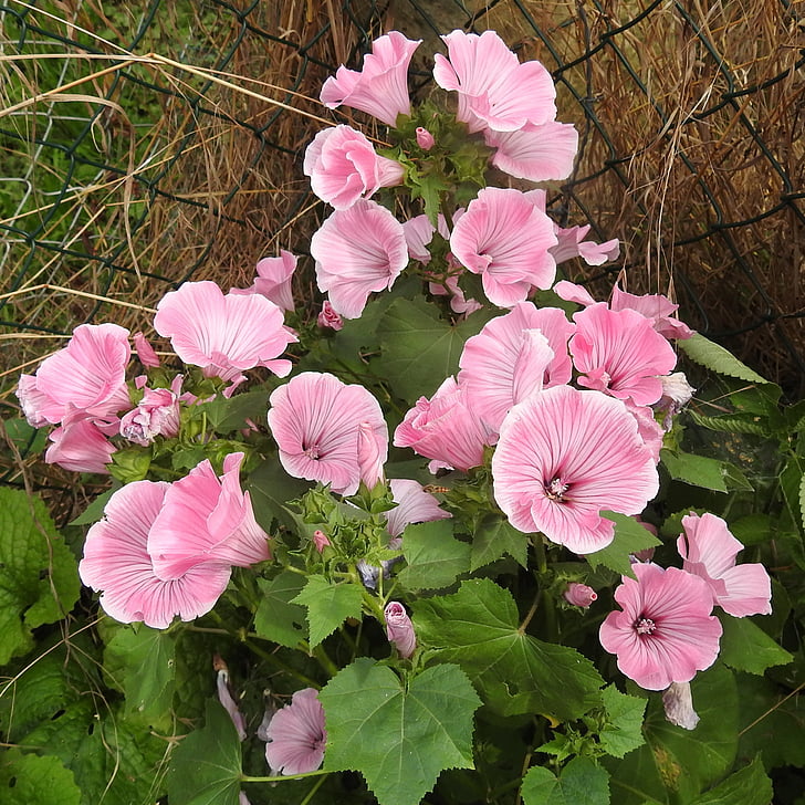 Mallow, Bush, roosa, Dekoratiivne põõsas, Aed, õis, Bloom