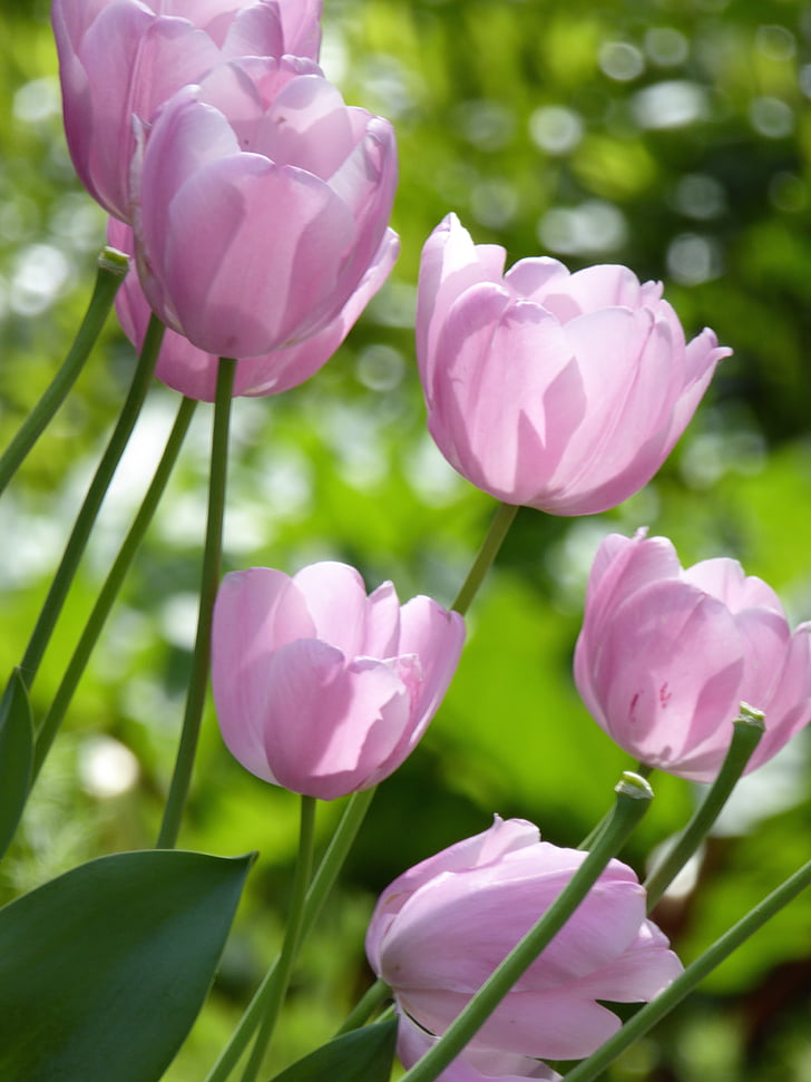 tulipanes, púrpura, primavera, jardín, floración, Frisch