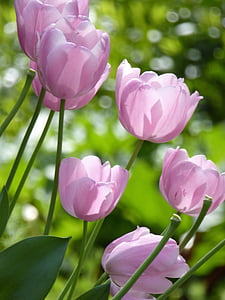tulipes, porpra, primavera, jardí, flor, Frisch