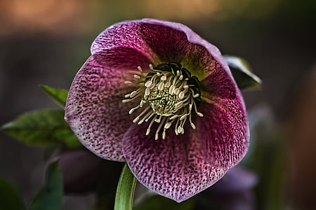 rose de prévalence, hellébore orientale, Ranunculaceae, fleur, fragilité, fraîcheur, pétale