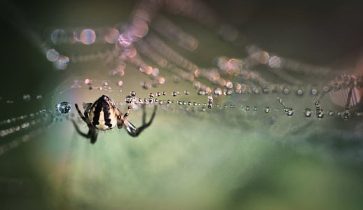 spider, insect, close, arachnid, cobweb, nature, macro