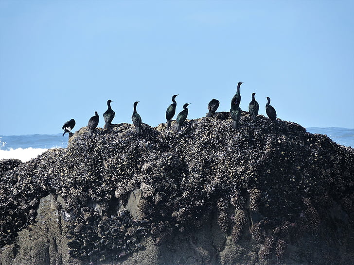 cormorants, pelagic cormorants, pelagic, sea, ocean, bird, wildlife