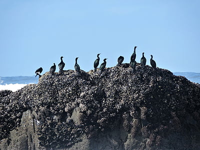 kormorany, pelagicznych kormorany, pelagicznych, morze, Ocean, ptak, dzikich zwierząt