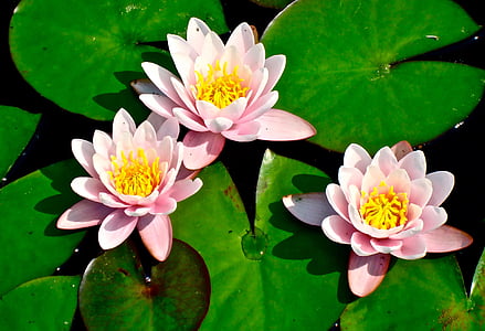 lily pad, lilies, flower, pond, pad, water, lily
