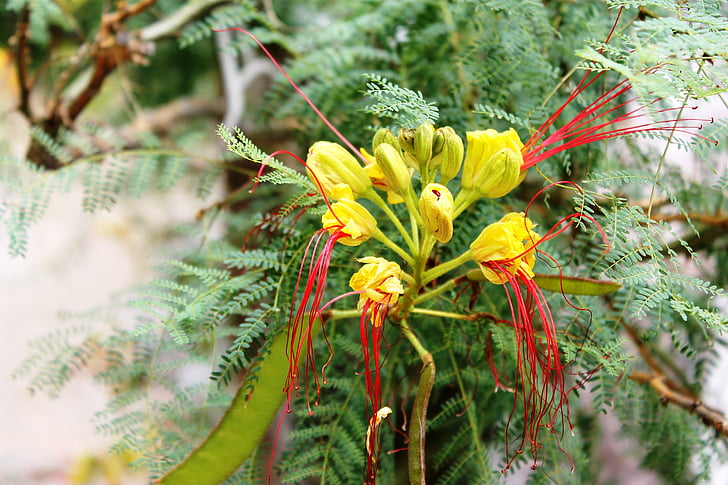 bunga, Marigold, kuning, tanaman, Blossom, mekar, Benang Sari