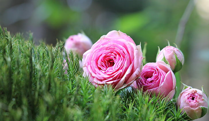 steg, Bush röschen, Moss, rosa rose, Bush buketter rosa, blomster, bud