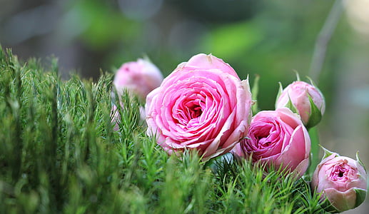 rose, bush röschen, moss, pink rose, bush florets pink, flowers, bud