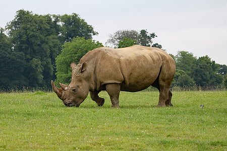 Rhino, rhinocéros, animal, Safari, faune, l’Afrique, mammifère