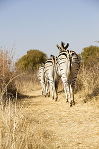 Tierwelt, Afrika, Zebra, tierische wildlife, Tier, Tiere in freier Wildbahn, in voller Länge