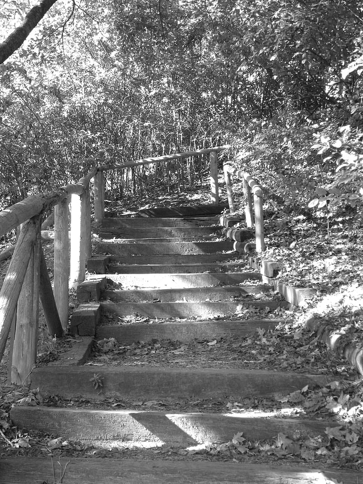 парк, traik, стъпки, Черно и бяло, пътека, природата, дървен материал
