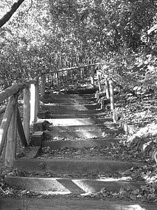 park, traik, steps, black and white, trail, nature, wood