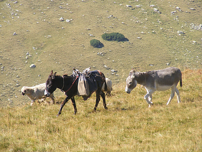 troupeau, pâturage, agneaux, montagne, Roumanie, moutons, animaux