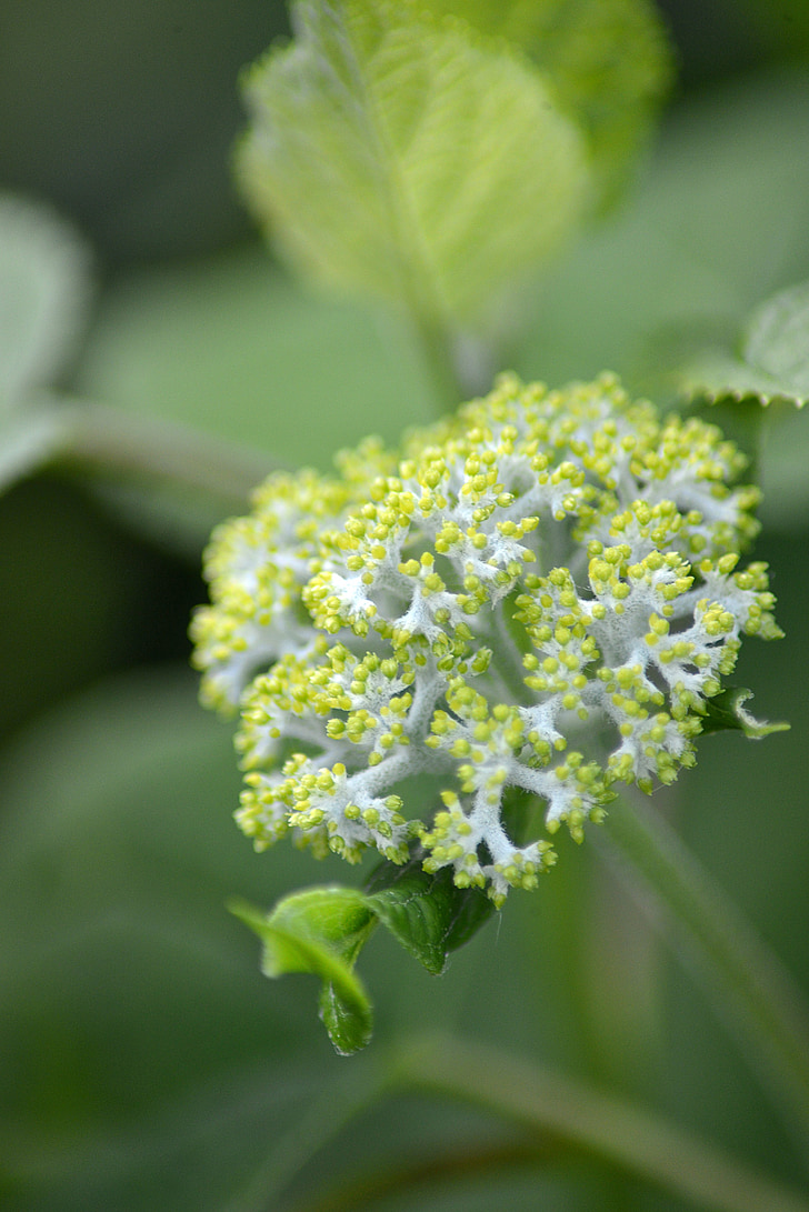 květ, Bloom, zahrada, bílá, Příroda, závod, zelená barva