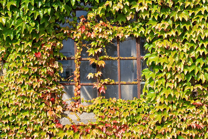 ventana, otoño, vino, enredadera, pared, verde, edificio