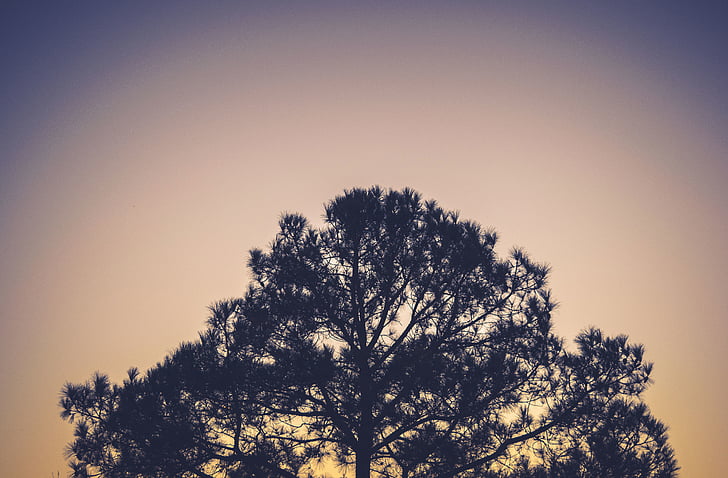 silhouette, photographie, arbre, coucher de soleil, branches, nature, Sky