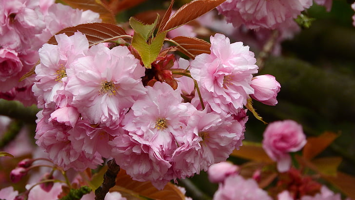 Sakura, fiore sakura, fiore rosa, Vernal, fiori di primavera, albero di fioritura, ciliegia