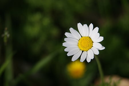 daisy, wildflower, white, yellow, nature, outdoors, green