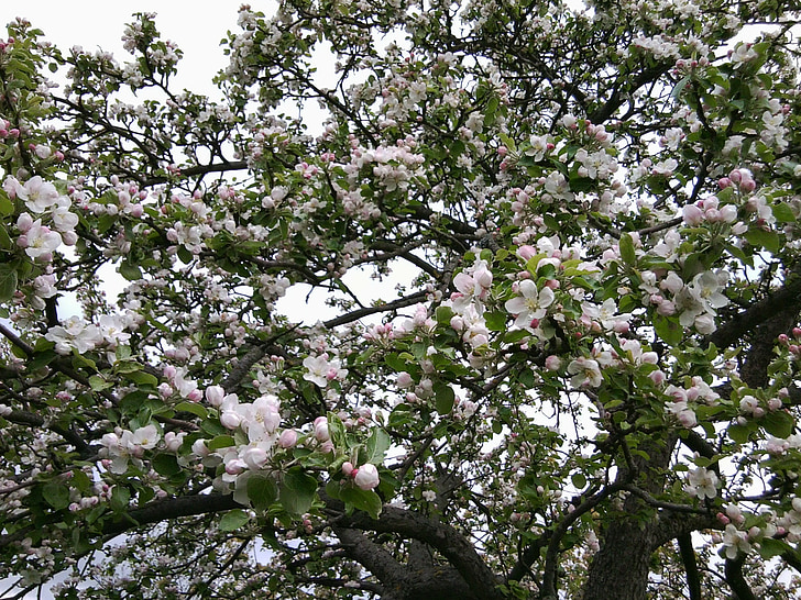 flor, pomera, flors d'arbre de Poma