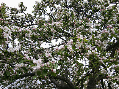 άνθιση, Μηλιά, λουλουδιών δέντρων μηλιάς