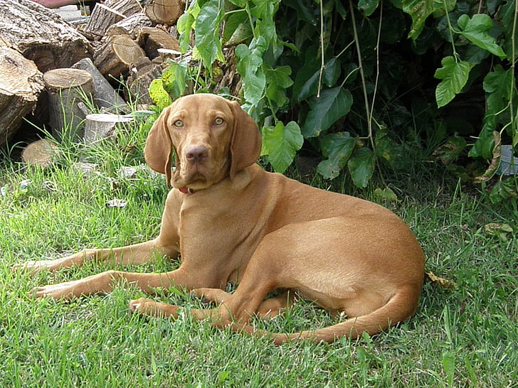 hungarian vizsla, hungarian hound, beagle, dog breed, dog, puppy