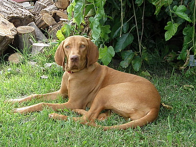 Hungaria vizsla, Hungaria hound, Beagle, berkembang biak anjing, anjing, anjing