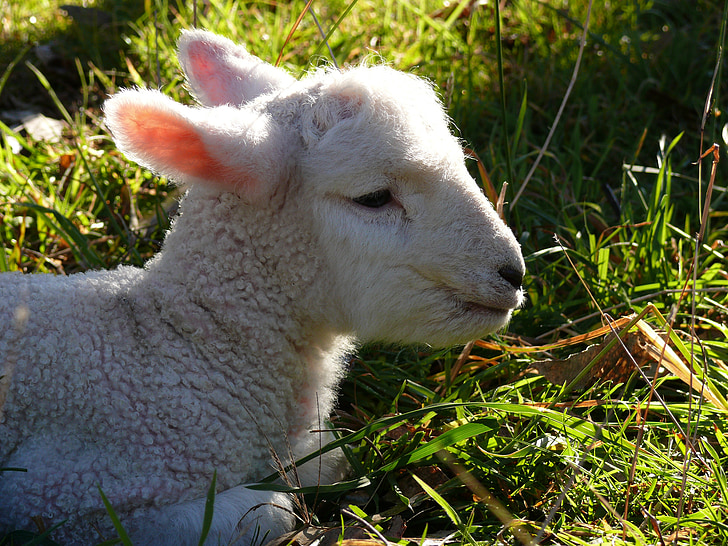 lam, schapen, baby, wol, schattig, landbouw, jonge