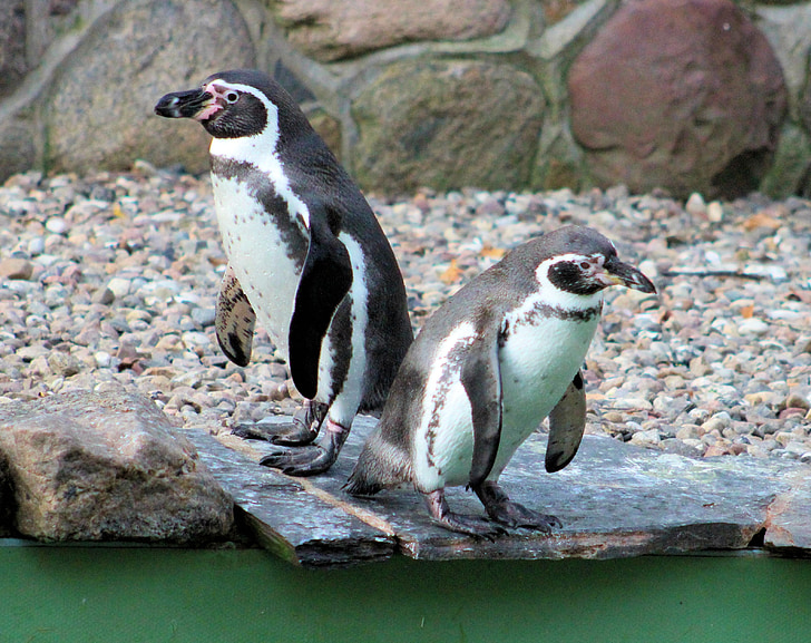 Pingvini, živalski vrt, živali, živalski svet, vodnih ptic, ptice, blizu
