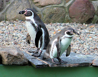 pinguins, jardim zoológico, animal, mundo animal, ave aquática, aves, fechar