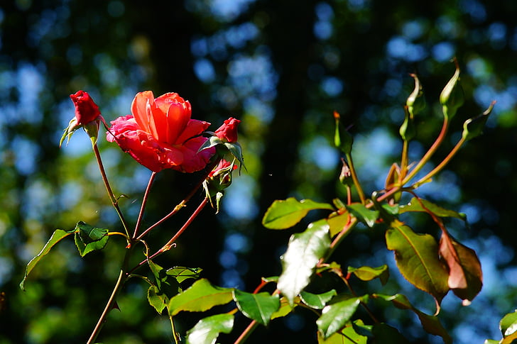 ดอกไม้, ดอกกุหลาบ, สีแดง, สวน, ช่วงปลายฤดูร้อน, วิธีการชำระเงิน, ดอกกุหลาบสีแดง