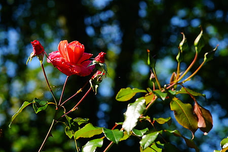 bunga, mawar, merah, Taman, akhir musim panas, tender, mawar merah