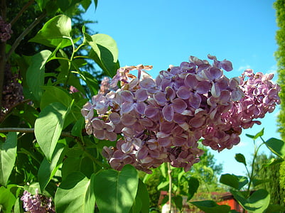 без, сад, фіолетовий, завод, квітка, Блакитно фіолетовий/фіолетовий, білий/рожево фіолетовий