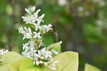 Bee, bloem, Kamperfoelie, natuur, insect