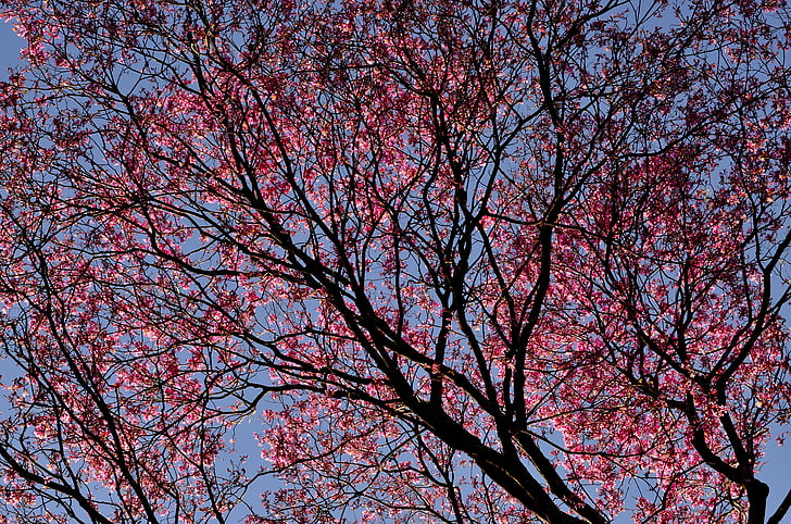 明るい, 桜の花, 色, 色, フローラ, 公園, シーズン