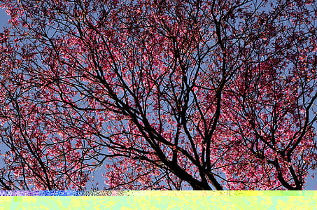 bright, cherry blossom, color, colour, flora, park, season