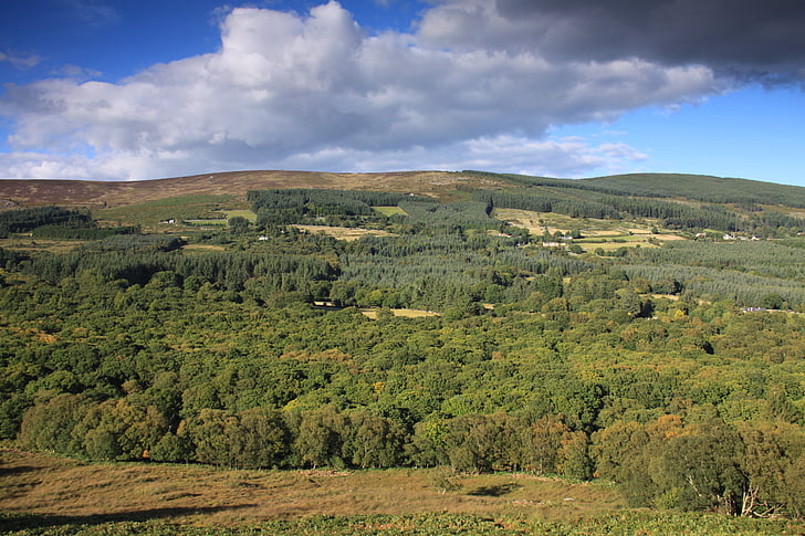 glencree, gozd, Wicklow, Irska, Irska narave