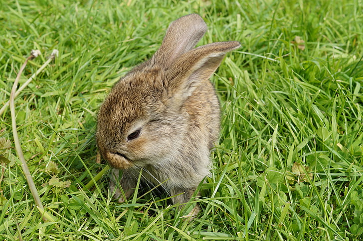 Hare, kanin, Nuttet, dyr, dværg kanin, lange eared, bunny