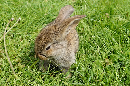 hare, rabbit, cute, animal, dwarf rabbit, long eared, bunny
