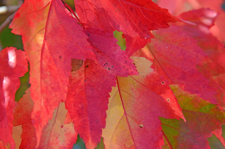 το φθινόπωρο, φύλλα, δάσος, κόκκινο, φως