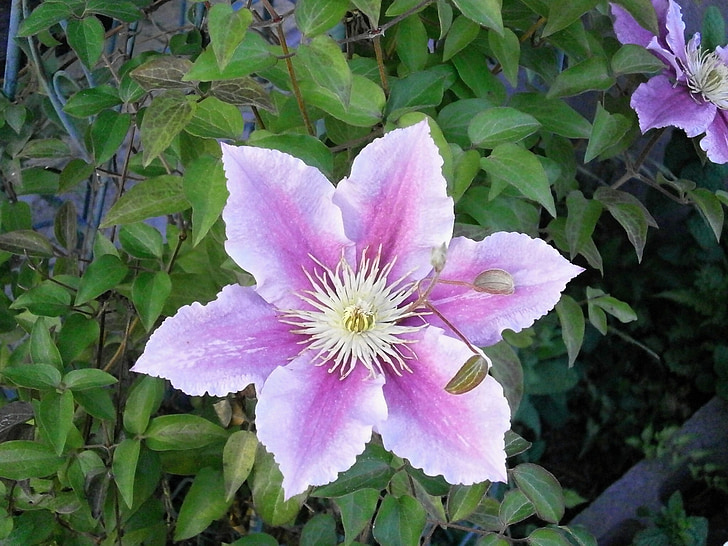 Clematis, Vårens blommor, sommarblommor, Rosa, trädgård