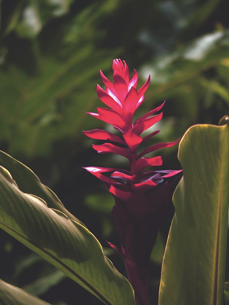 ginger plants, flower, red, leafs, pedals, big, nature