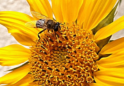 Ηλίανθος, pestřenka, Κίτρινο, μύγα, λεπτομέρεια, έντομο, μέλισσα