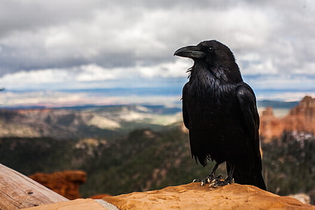 con chim, sa mạc, Raven