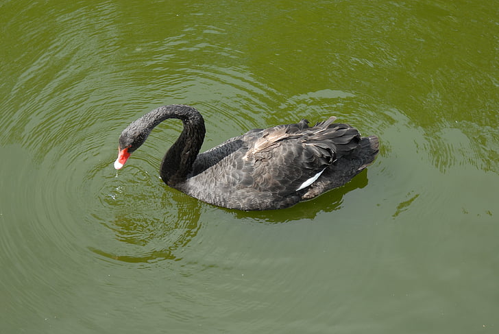 Black swan, Swan, fugler, svart