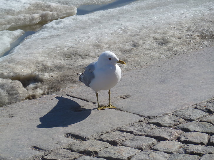 seagull, bird, white, snow, birds, plumage, animal