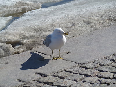Seagull, pájaro, Blanco, nieve, aves, plumaje, animal